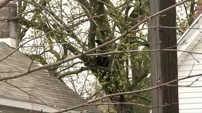 ΗΠΑ: Αρκούδα σκαρφάλωσε σε δέντρο