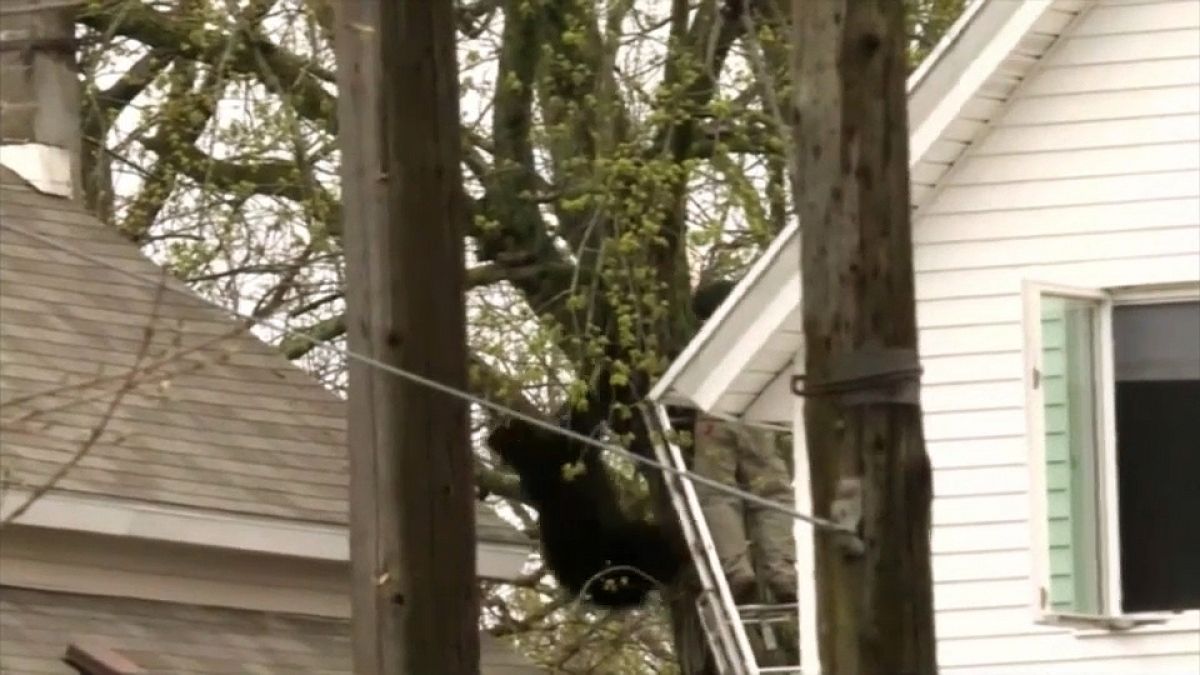 شاهد: عملية انقاذ دب عالق على شجرة في الولايات المتحدة الأمريكية