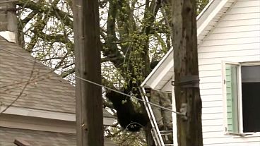 شاهد: عملية انقاذ دب عالق على شجرة في الولايات المتحدة الأمريكية