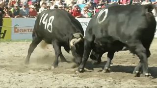 شاهد: قتال الأبقار السويسرية للتويج بلقب الملكة