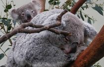 Αυστραλία: Πρόγραμμα προστασίας των κοάλα 