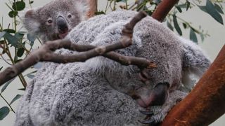 Αυστραλία: Πρόγραμμα προστασίας των κοάλα 