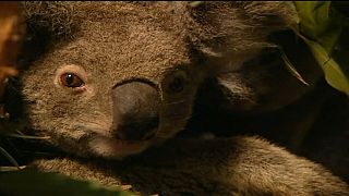 Millionenschweres Programm soll Koalas in Australien retten