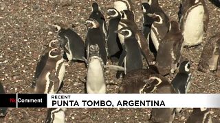 Punta Tombo, el paraiso de los pingüinos