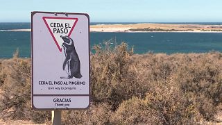 O paraíso dos pinguins-de-magalhães