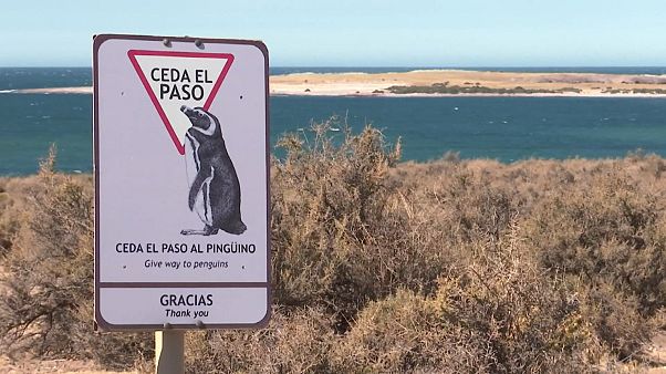 O paraíso dos pinguins-de-magalhães O paraíso dos pinguins-de-magalhães
