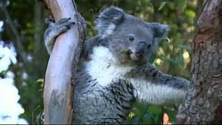 Folyamatosan csökken a koalák száma