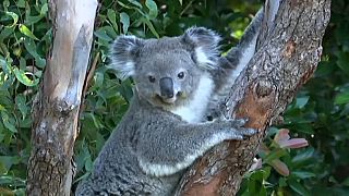تخصيص آلاف الهكتارات لحماية الكوالا من الانقراض في أستراليا