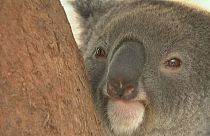 Avustralya'da koala hastanesi