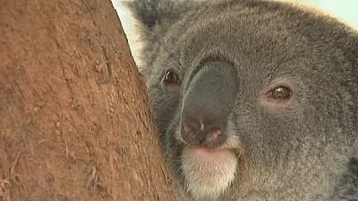 Avustralya'da koala hastanesi