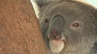 Australian state launches Koala protection initiative