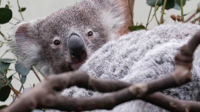 Un sanctuaire pour protéger les koalas en Australie