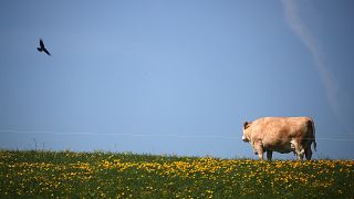 A cow stands in a field in Reitham near Warngau, Germany April 27, 2018.