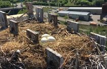 Animais que encantam... antes e depois de nascer