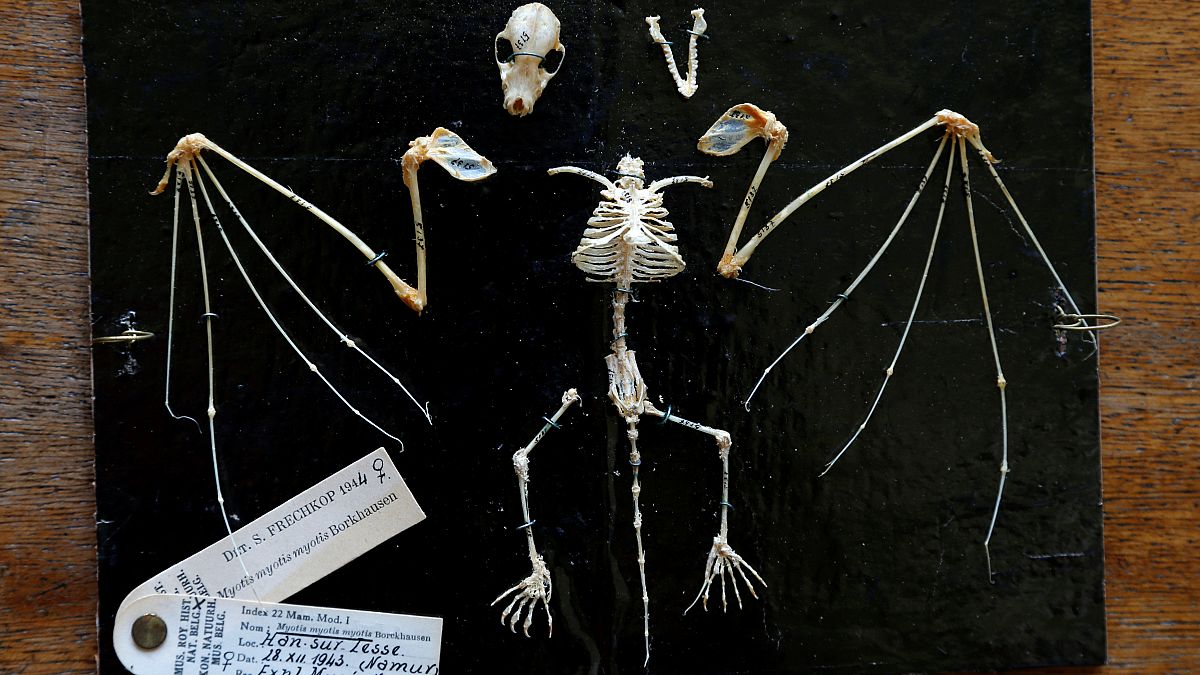 33 millió éves denevér csontvázra bukkantak
