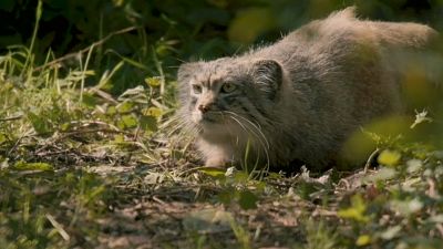 حديقة تشيستر ببريطانيا تتعزز بقطط "بالاس" النادرة
