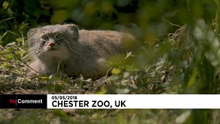 Les nouveaux locataires du zoo de Chester