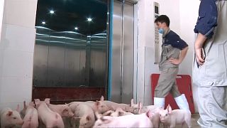 شاهد: فنادق للخنازير في الصين