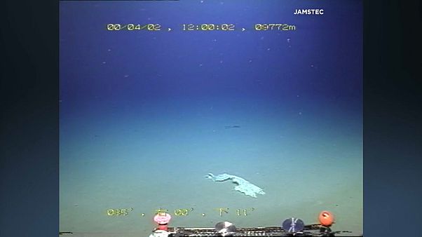 Bolsas de plástico en la fosa de las Marianas, el lugar más profundo de la Tierra Bolsas de plástico en la fosa de las Marianas, el lugar más profundo de la Tierra