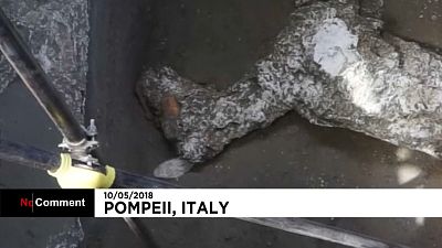 Pompeji: Überreste eines antikes Pferdes gefunden
