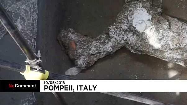 Pompeji: Überreste eines antikes Pferdes gefunden Pompeji: Überreste eines antikes Pferdes gefunden