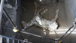 Pompeii'de binlerce yıllık taşlaşmış bir at bulundu