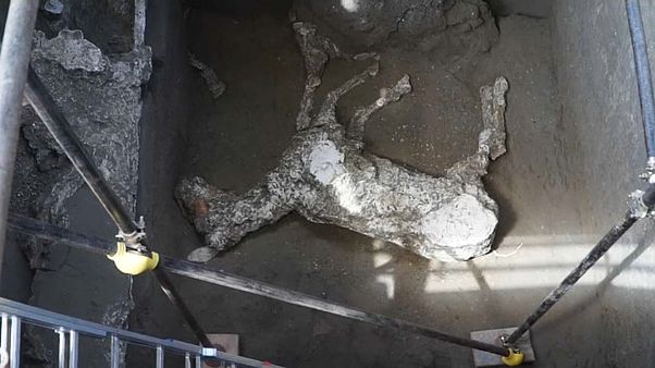 Pompeii'de binlerce yıllık taşlaşmış bir at bulundu Pompeii'de binlerce yıllık taşlaşmış bir at bulundu
