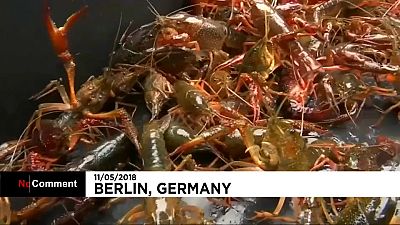 Berlin trouve la parade aux écrevisses "envahisseuses"