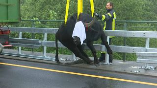 Germania: bufali invadono l'autostrada