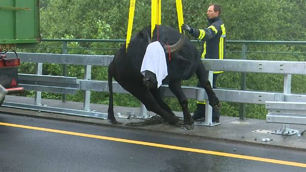 Germania: bufali invadono l'autostrada Germania: bufali invadono l'autostrada