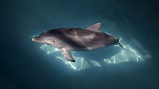 Nem engedelmeskedtek az oroszoknak, elpusztultak a Krímen kiképzett delfinek