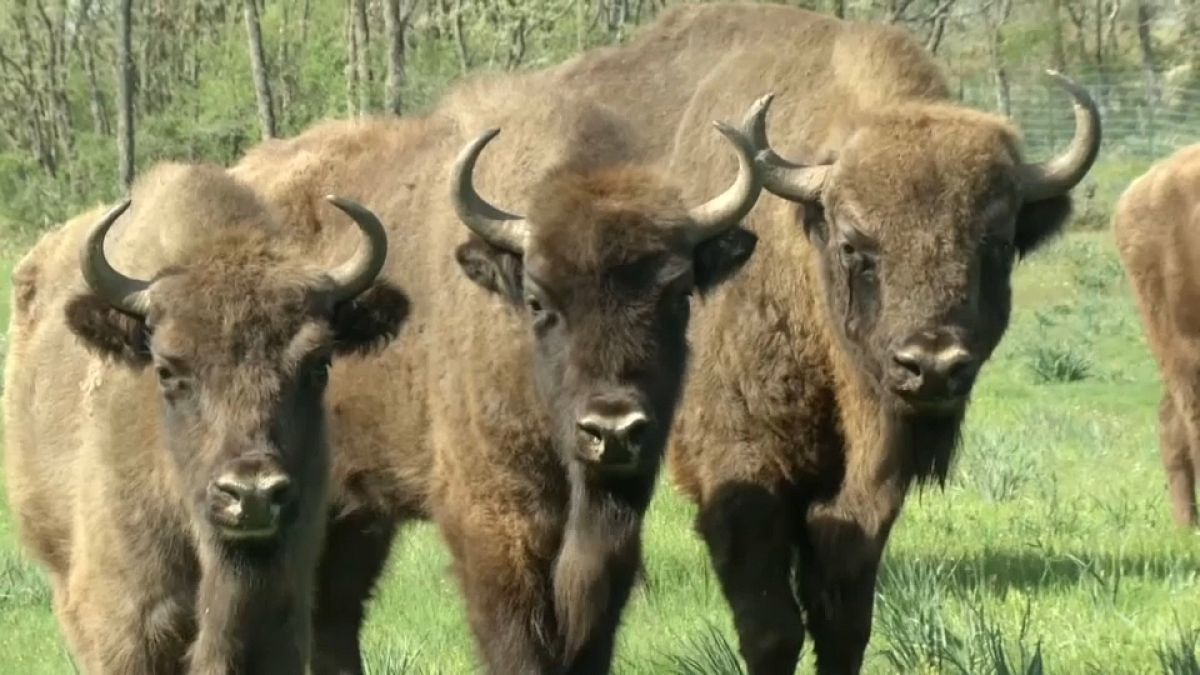 Llegan a España siete bisontes polacos