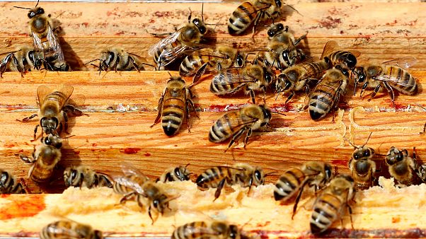 Néonicotinoïdes : l'interdiction confirmée Néonicotinoïdes : l'interdiction confirmée