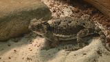 Lasers to imitate lizards! How reptiles and bugs are boosting innovation