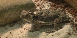 Kertenkele derisi üzerine araştırmalar