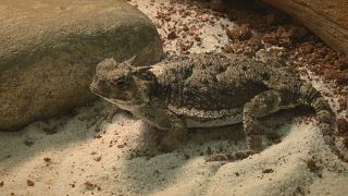 Biomimétisme : des lasers pour imiter la peau des lézards 