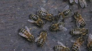 Ein Urteil für die Bienen