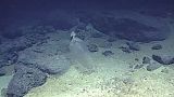 Plastic pollution 10,000 metres under the sea