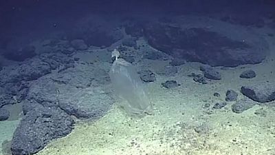 Plastic pollution 10,000 metres under the sea
