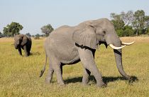 A pair of male elephants in the Okavango Delta, Botswana