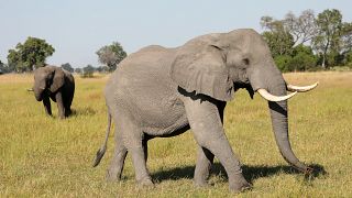 A pair of male elephants in the Okavango Delta, Botswana