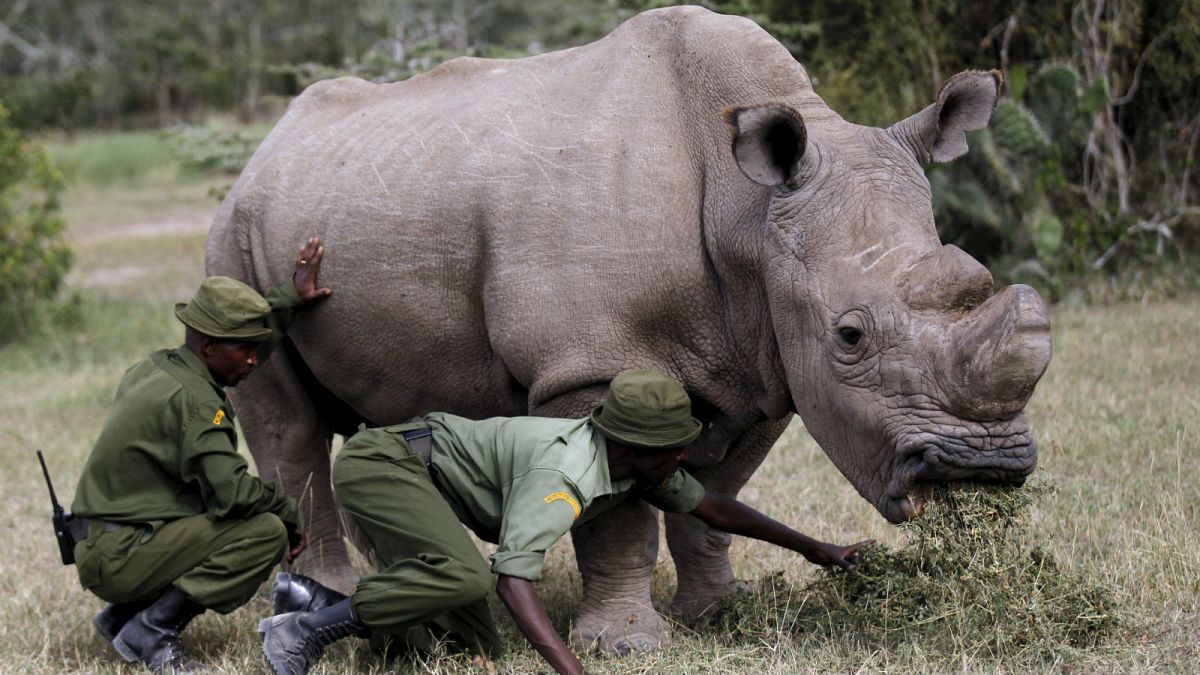 Pregnant rhino sparks hope for subspecies