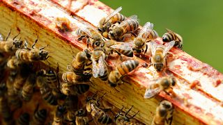 265 Milliarden pro Jahr: Warum Bienen so wichtig sind