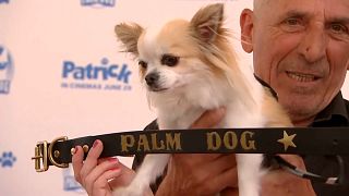 كلب "شيواوا" يفوز بجائزة السعفة الذهبية في مهرجان "كان"