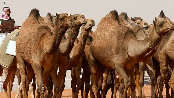 شاهد: مسحوق لحليب الأطفال من الإبل في الإمارات شاهد: مسحوق لحليب الأطفال من الإبل في الإمارات
