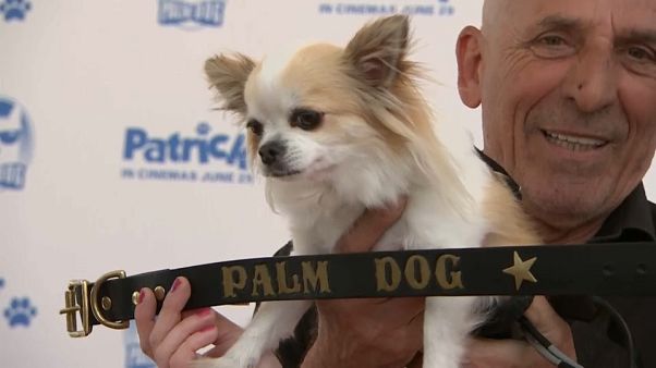 Et la Palme du meilleur chien est attribuée à... Et la Palme du meilleur chien est attribuée à...
