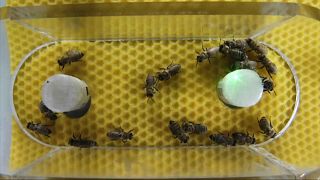 Täuschend echt ist anders: Wissenschaftler entwickeln "Roboterbiene"