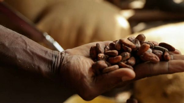 Le chocolat, or noir en voie de disparition Le chocolat, or noir en voie de disparition