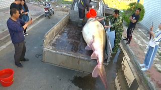 شاهد: اصطياد سمكة عملاقة تزن أكثر من نصف طن في نهر بالصين