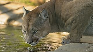 Cougar mauls cyclists, kills one in Washington